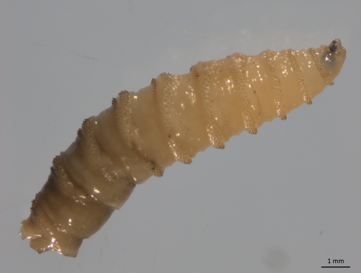 About New World Screwworm