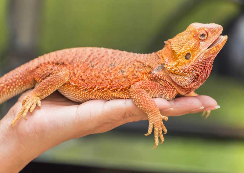 Carousel Slide 5: Exotic pet care