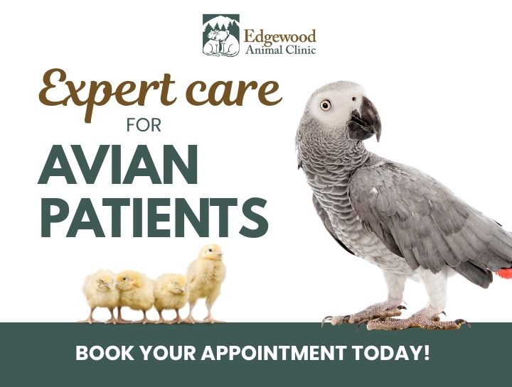 Expert Avian Care at Edgewood Animal Clinic